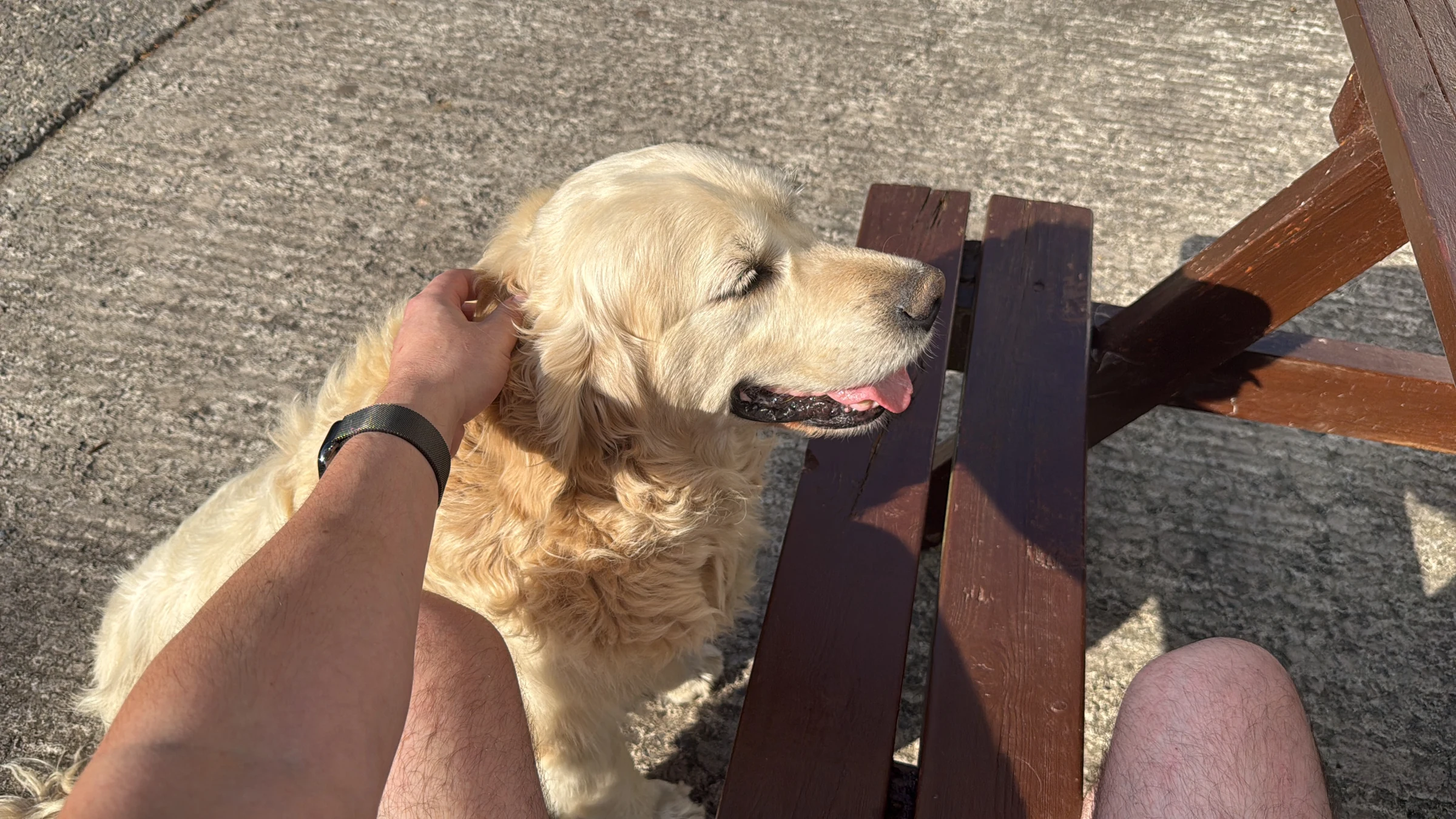 Golden Retriever wird neben einer Holzbank gestreichelt