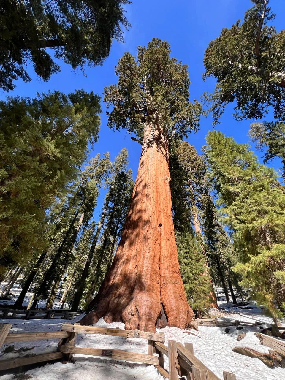 Großer Baum im verschneiten Wald, von unten fotografiert